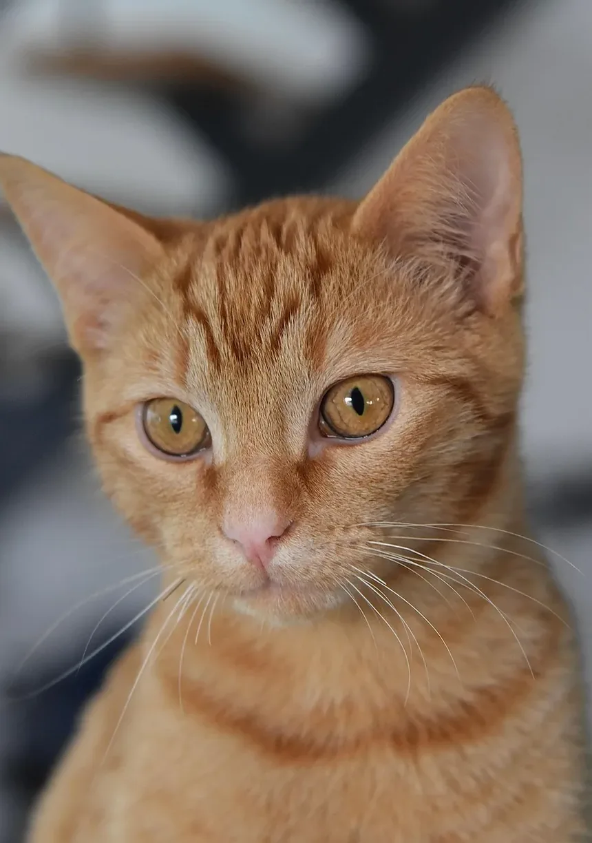 As Pulgas São Visíveis em Gatos? Entendendo Infestações de Pulgas