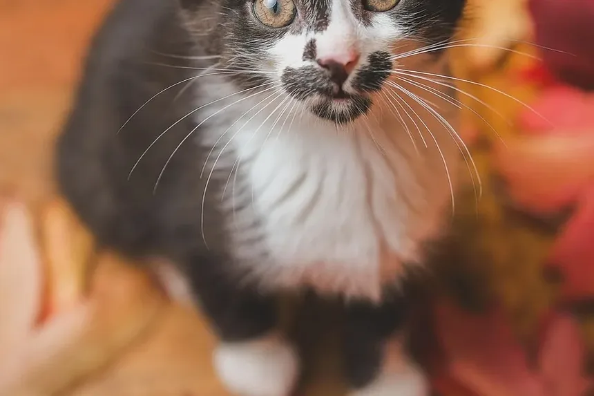 As Pulgas São Visíveis em Gatos? Entendendo Infestações de Pulgas