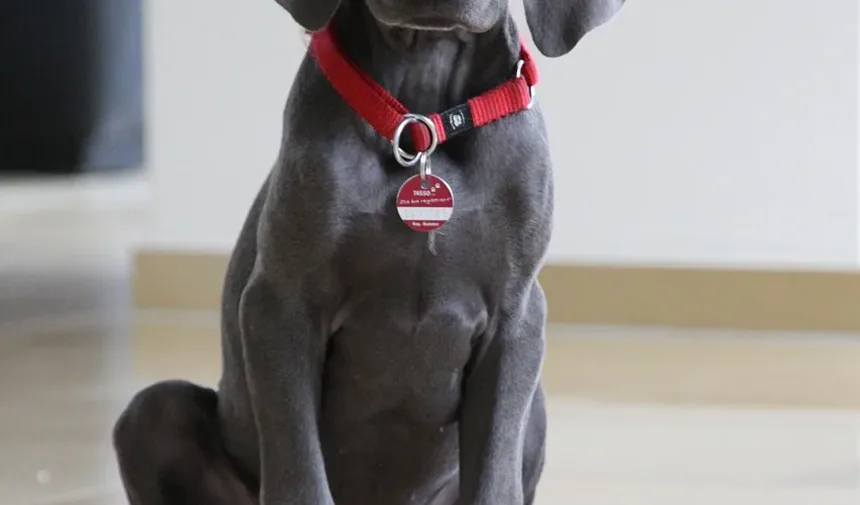 Sintomas Iniciais do Trabalho de Parto em Cães: O Que Esperar