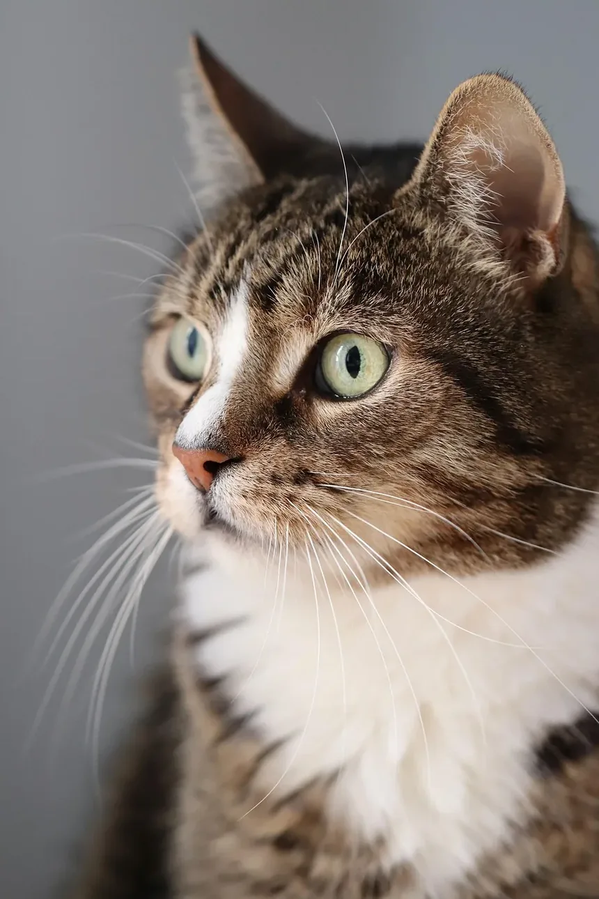 Melhor Raça de Gato para Controle de Ratos