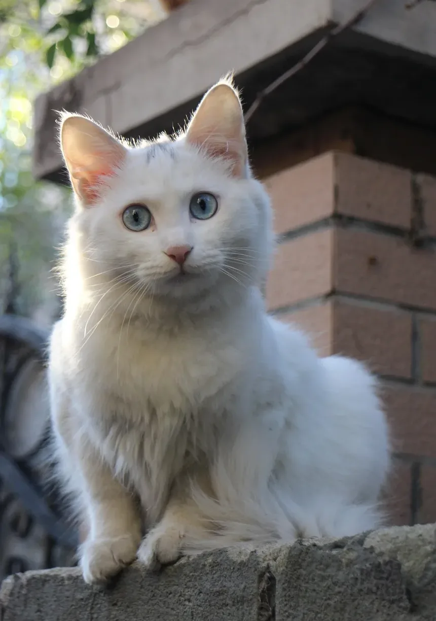 Melhor Raça de Gato para Controle de Ratos