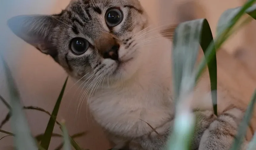 Melhor Raça de Gato para Controle de Ratos