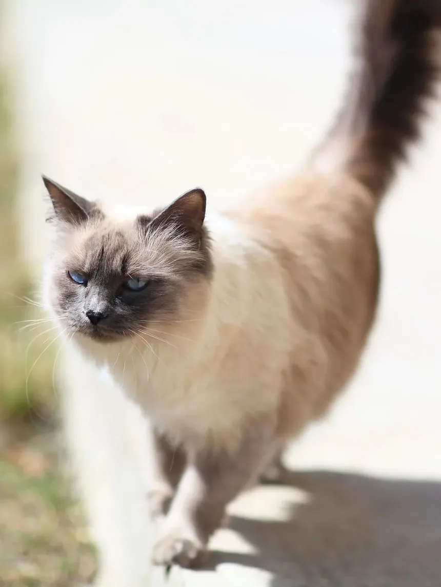 Melhores Raças de Gatos para Viajar: Um Guia Completo