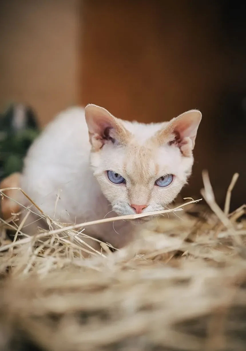 Melhores Raças de Gatos para Viajar: Um Guia Completo