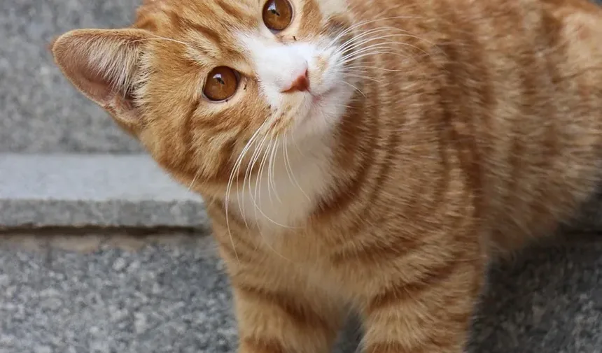 Melhores Raças de Gatos para Viajar: Um Guia Completo