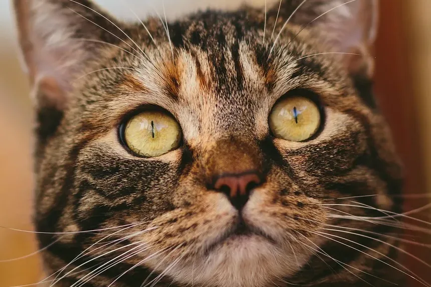 Melhores Raças de Gatos para Viajar: Um Guia Completo
