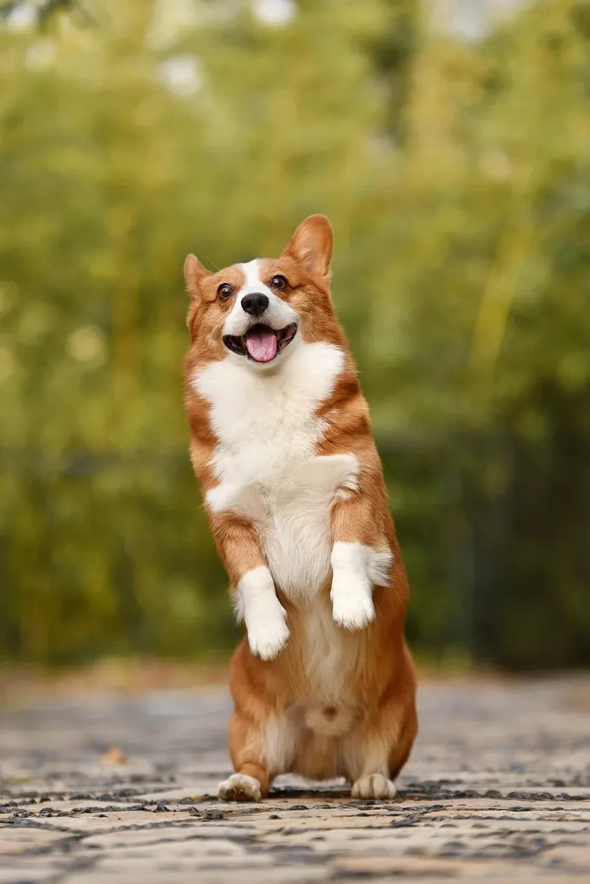 Melhores Raças de Cães para Viagens de Avião: Um Guia Completo