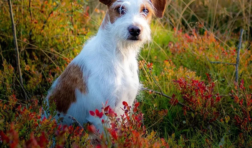 Melhores Raças de Cães para Viagens de Avião: Um Guia Completo