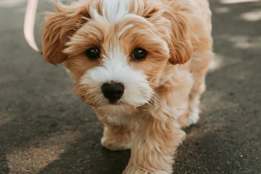 Melhores Raças de Cães para Viagens de Avião: Um Guia Completo