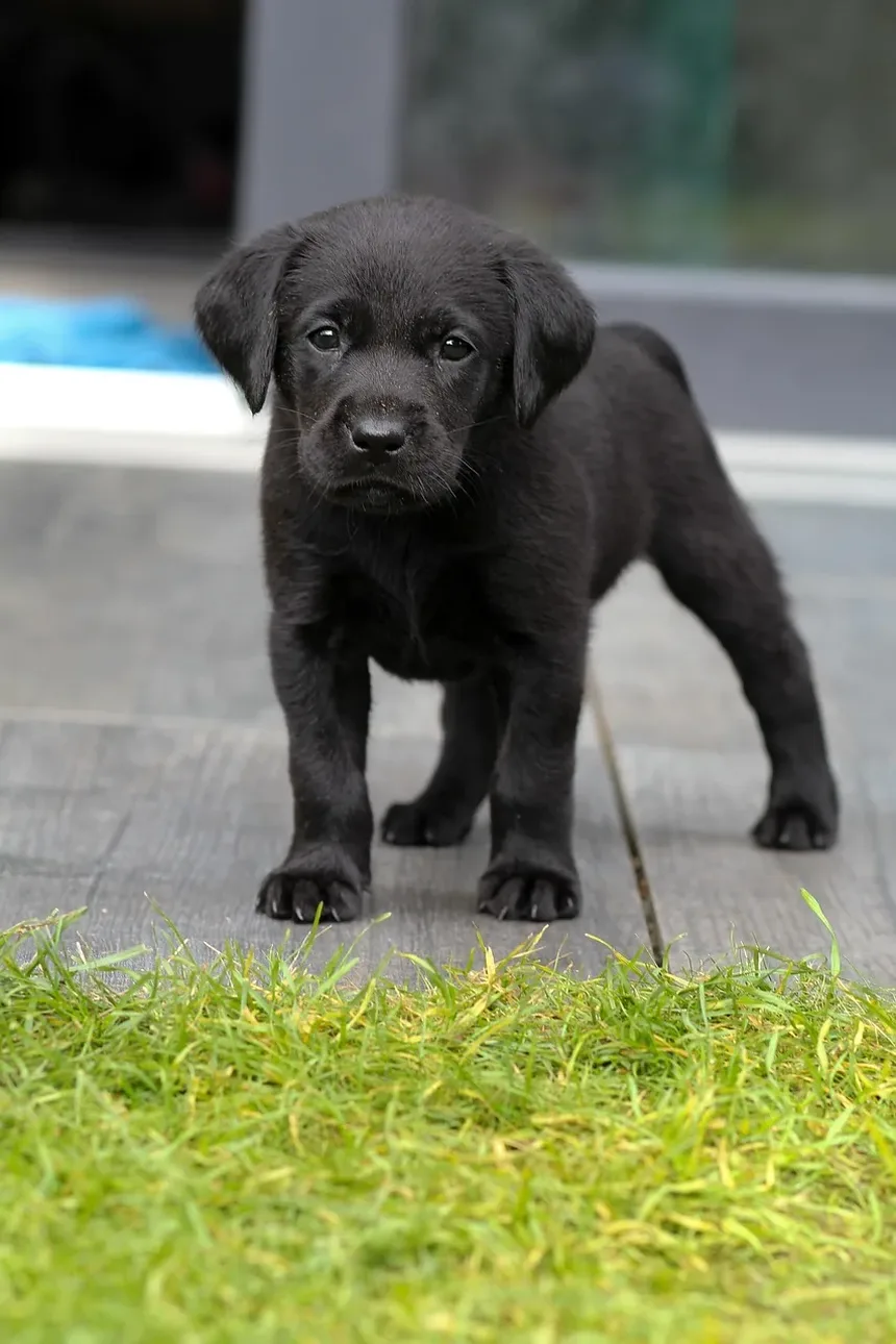 Melhor Comida Caseira para Cães Emagrecerem