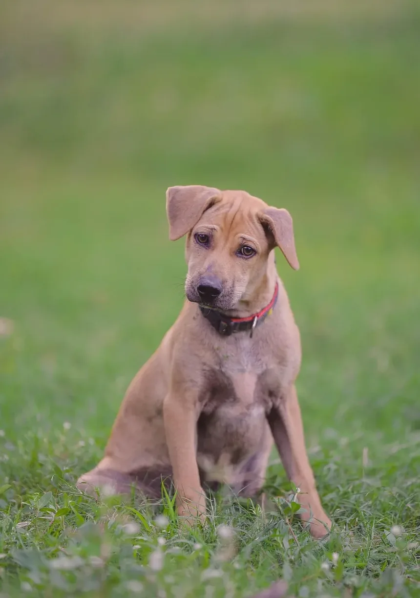Melhor Comida Caseira para Cães Emagrecerem