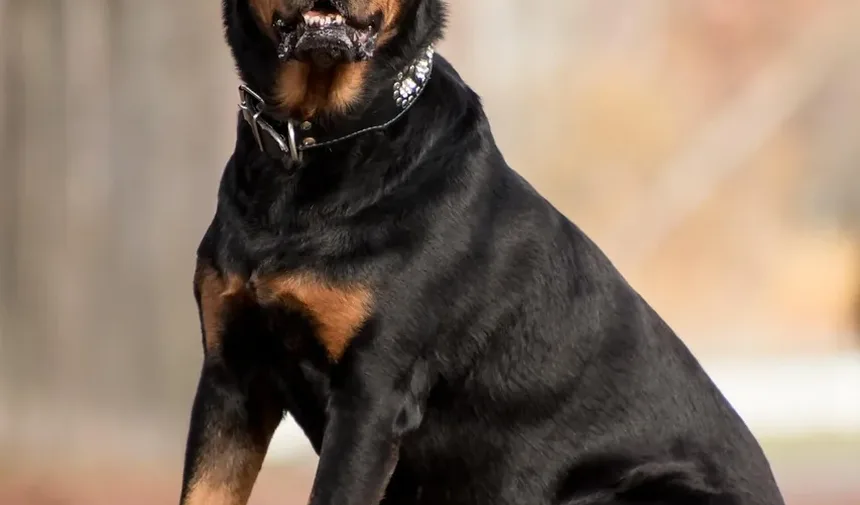 Melhor Comida Caseira para Cães Emagrecerem