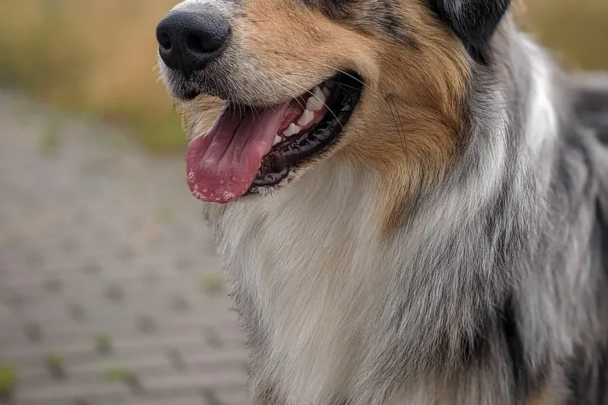 Melhor Comida Caseira para Cães Emagrecerem
