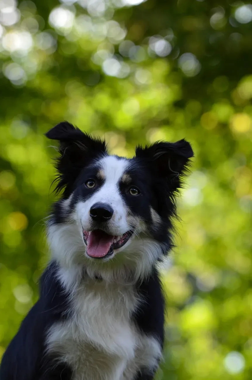Melhores Raças de Cães Pequenos para Famílias no Reino Unido
