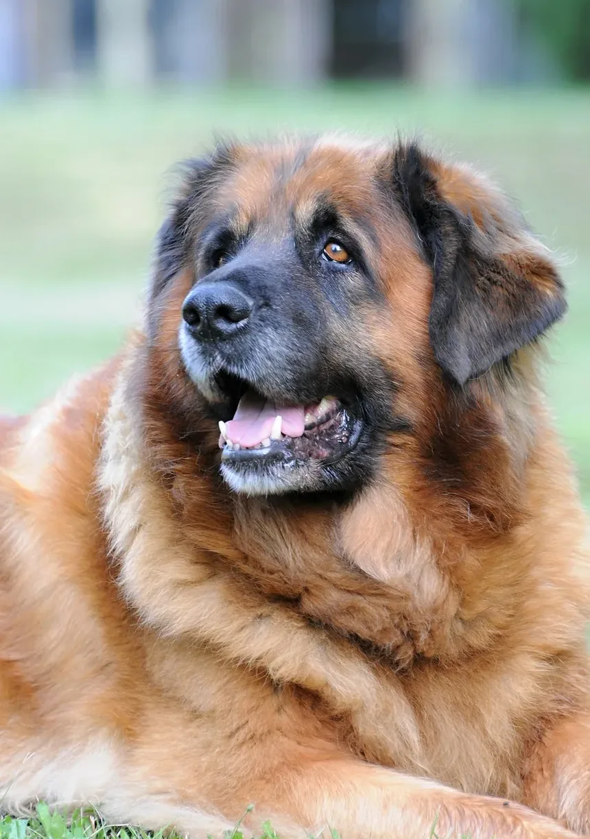 Melhores Raças de Cães Pequenos para Famílias no Reino Unido