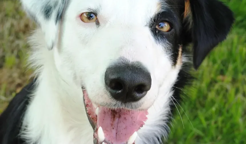Melhores Raças de Cães Pequenos para Famílias no Reino Unido