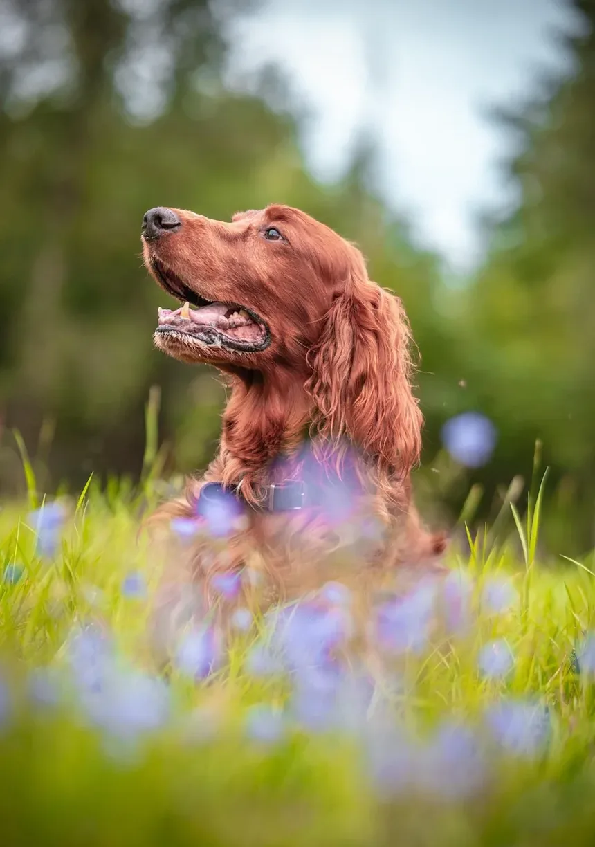 Melhores Vitaminas para Cães Ganhar Peso nas Filipinas