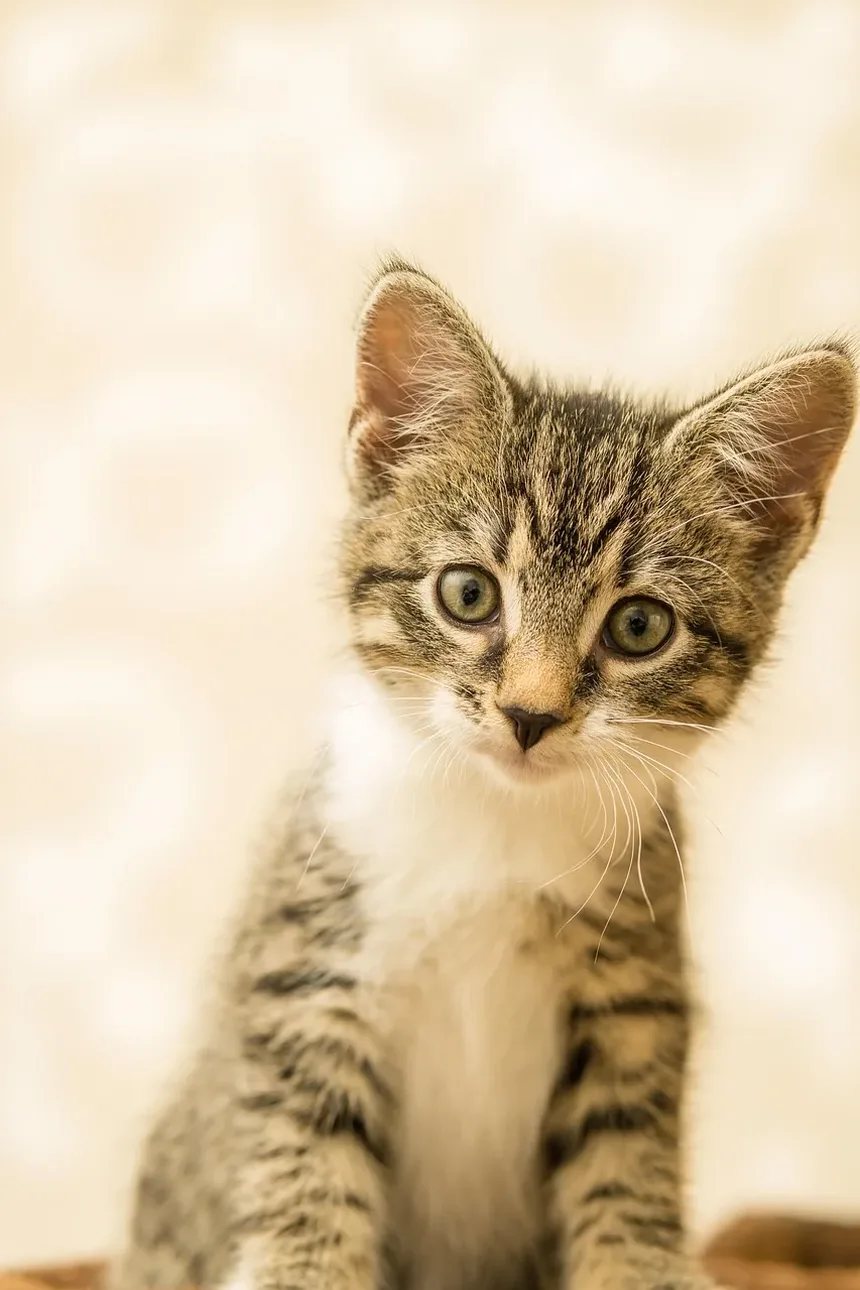 Compreendendo as Necessidades Nutricionais Diárias dos Gatos