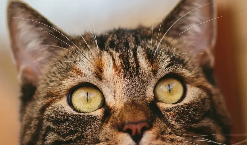 Compreendendo as Necessidades Nutricionais Diárias dos Gatos
