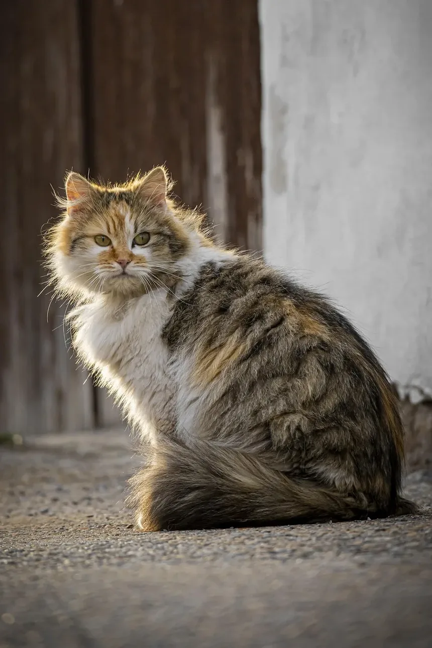 Gatinhos Recém-Nascidos Precisam de Luz Solar? Um Guia Completo