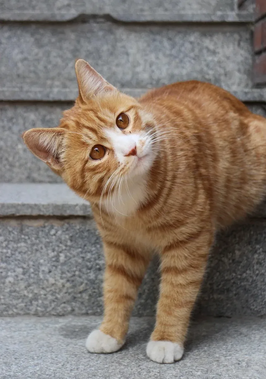 Gatinhos Recém-Nascidos Precisam de Luz Solar? Um Guia Completo