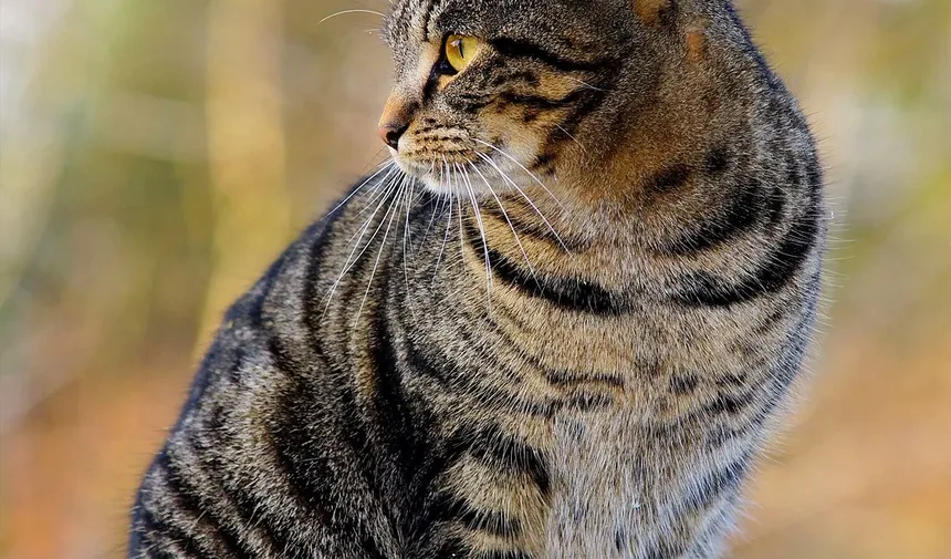 Gatinhos Recém-Nascidos Precisam de Luz Solar? Um Guia Completo