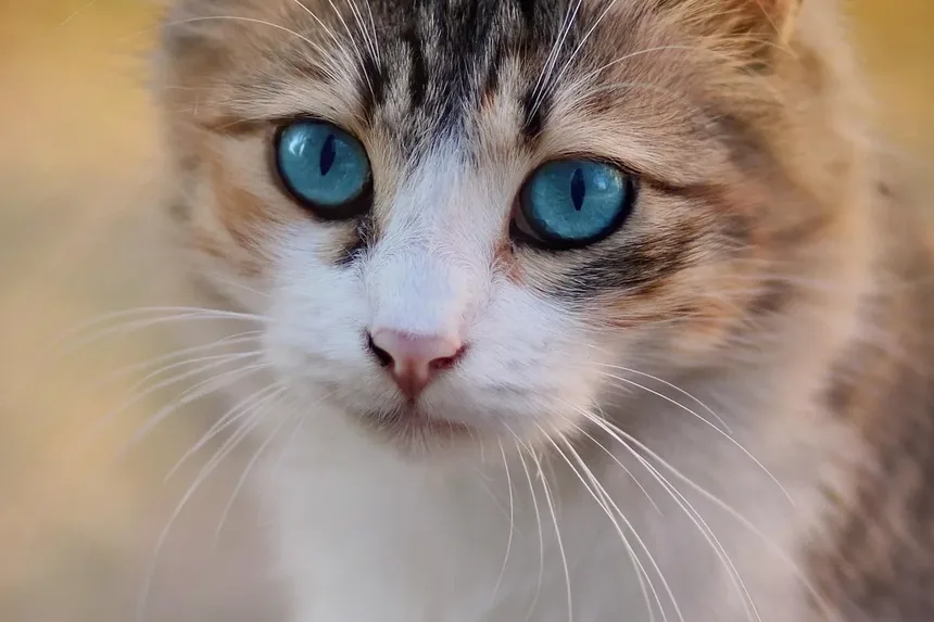 Gatinhos Recém-Nascidos Precisam de Luz Solar? Um Guia Completo