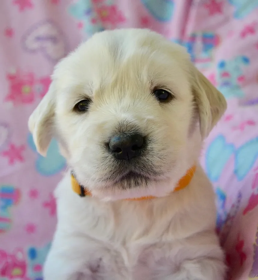Dor nas Costas em Cães: Como Ajudar Seu Companheiro Canino