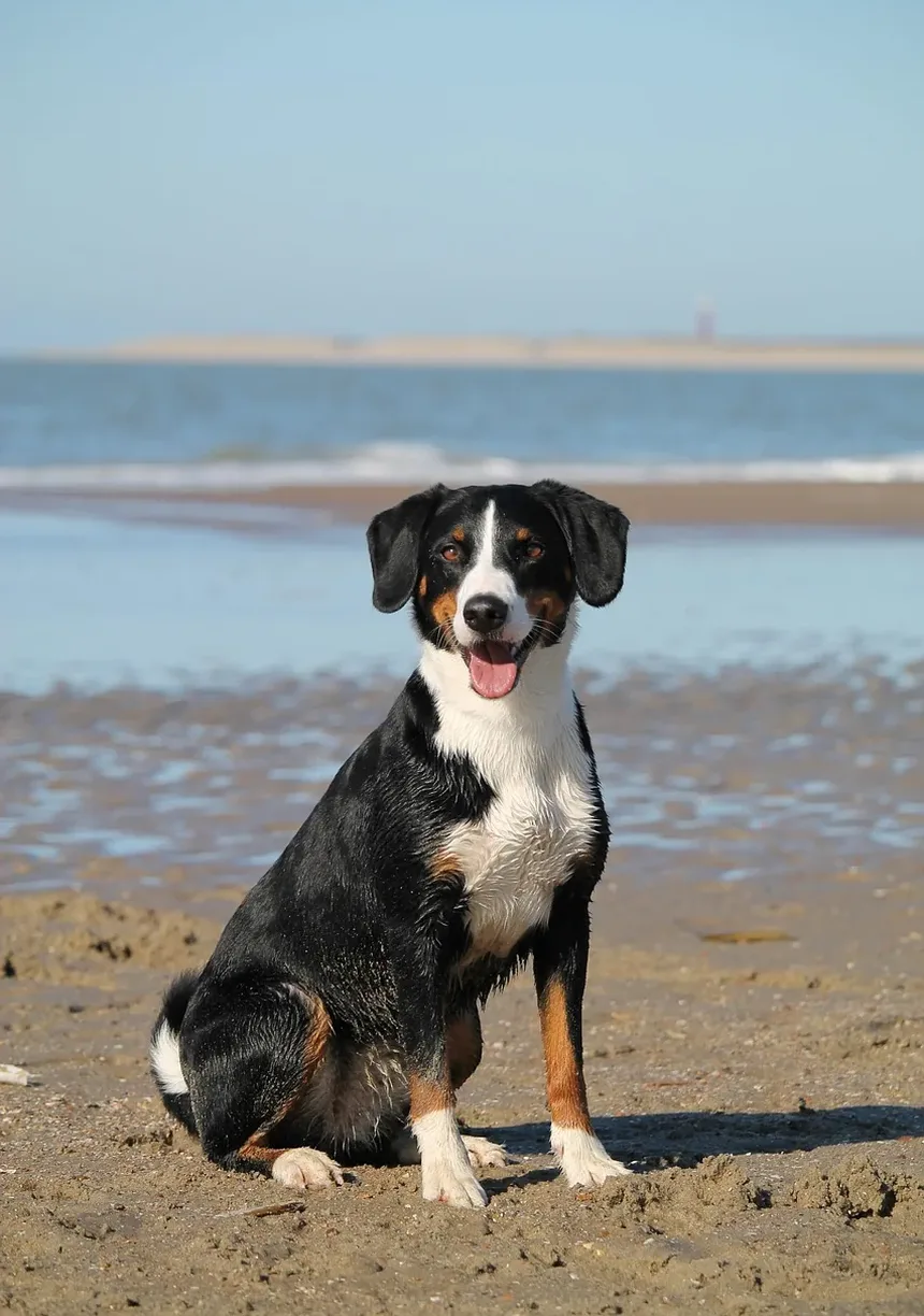 Dor nas Costas em Cães: Como Ajudar Seu Companheiro Canino