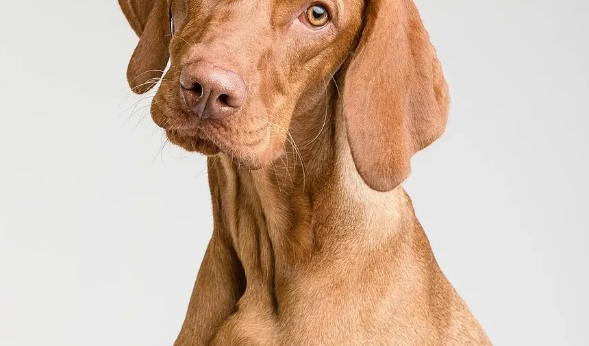Dor nas Costas em Cães: Como Ajudar Seu Companheiro Canino