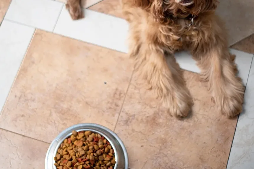 Dor nas Costas em Cães: Como Ajudar Seu Companheiro Canino