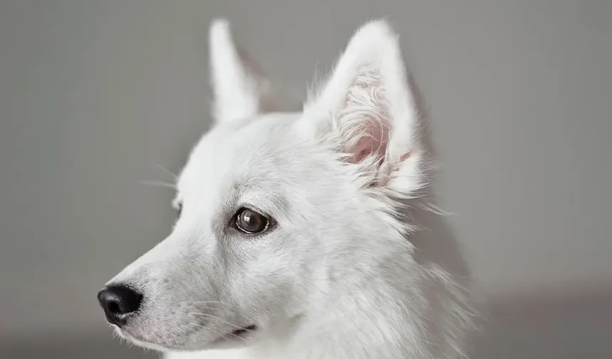 Remédios Naturais para Problemas de Pele em Cães: Tratamentos Eficazes e Cuidados