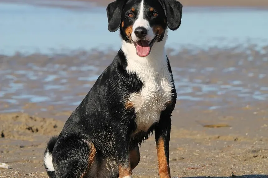 Remédios Naturais para Problemas de Pele em Cães: Tratamentos Eficazes e Cuidados