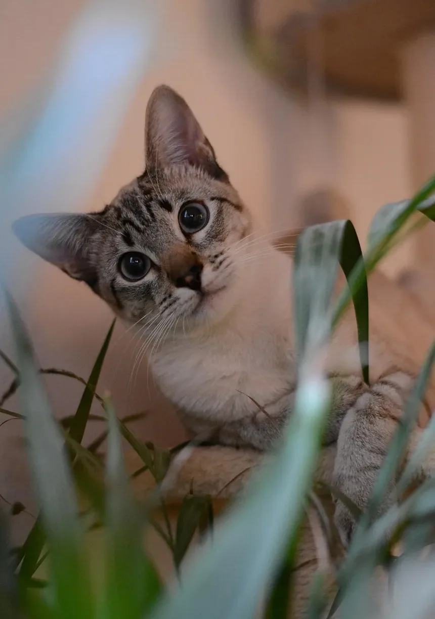 Detecção Precoce da Doença Renal em Gatos