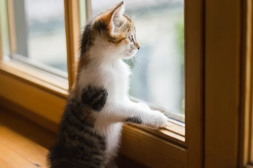 Detecção Precoce da Doença Renal em Gatos