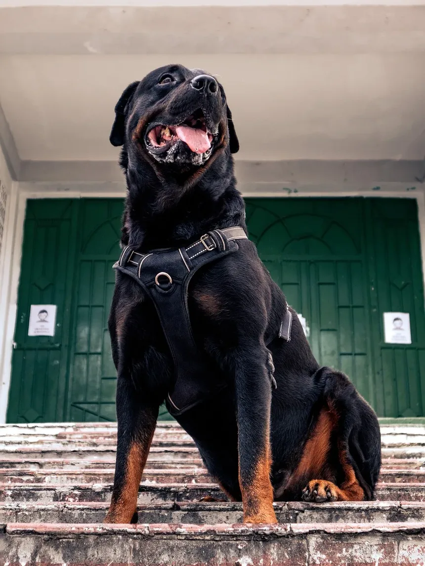 Efeitos da Trazodona nos Sinais Comportamentais de Estresse em Cães Hospitalizados