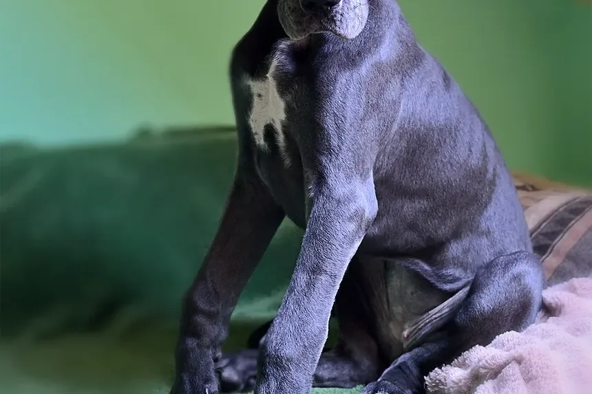 Ração Sem Grãos é Boa para Filhotes?