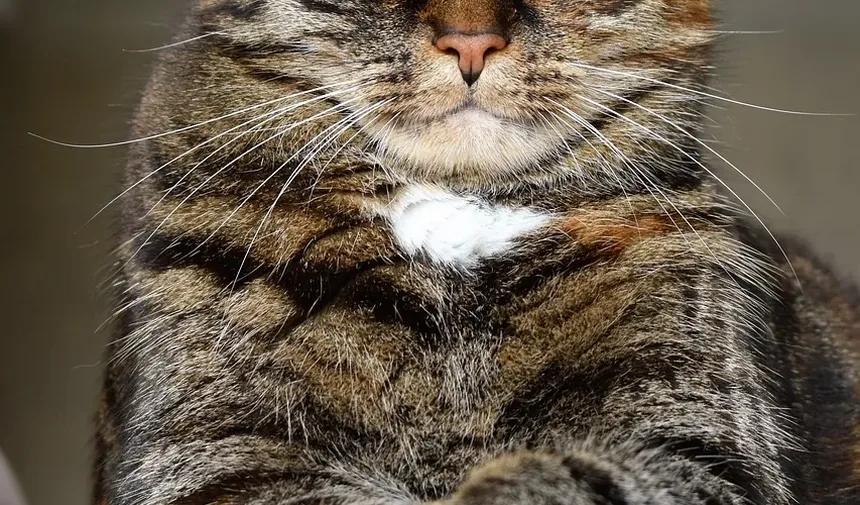 Remédios Caseiros para Doença Gengival em Gatos: Soluções Eficazes e Cuidados