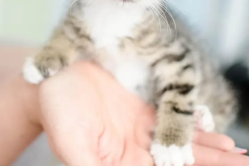 Remédios Caseiros para Doença Gengival em Gatos: Soluções Eficazes e Cuidados