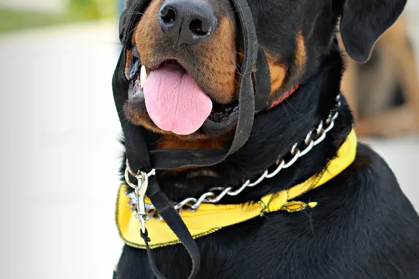 Remédios Caseiros para Sintomas de Resfriado em Cães: Estratégias Eficazes para Alívio