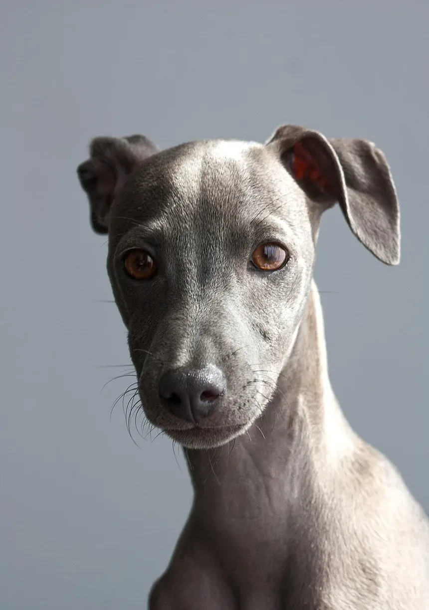 Remédios Caseiros para Sintomas de Constipação em Cães