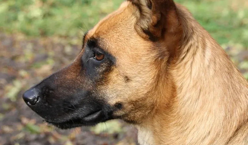 Remédios Caseiros para Sintomas de Constipação em Cães