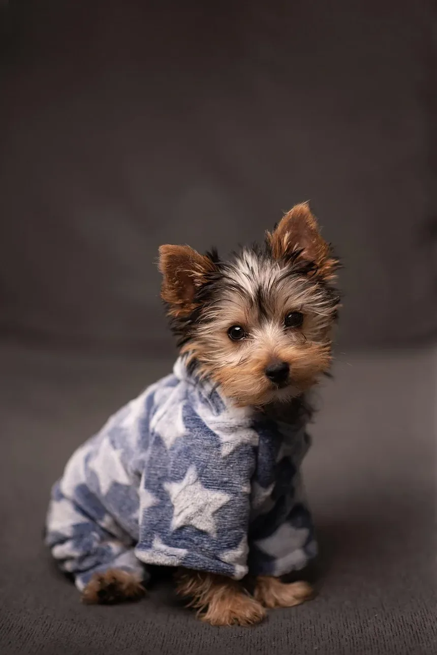 Como Posso Ajudar Meu Cão a Se Recuperar do Parvovírus?