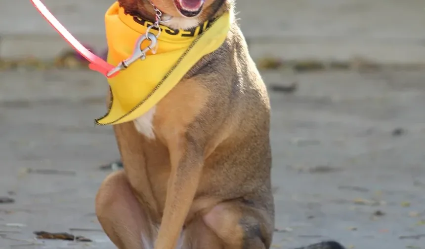 Como Posso Ajudar Meu Cão a Se Recuperar do Parvovírus?