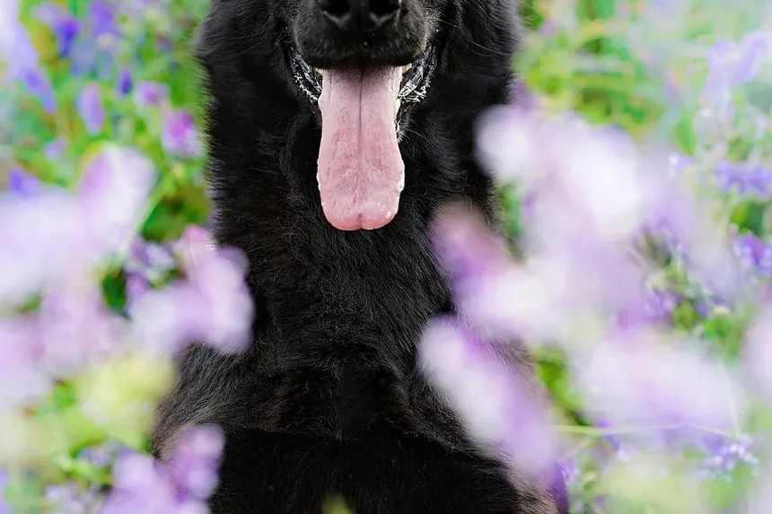 Como Posso Ajudar Meu Cão a Se Recuperar do Parvovírus?