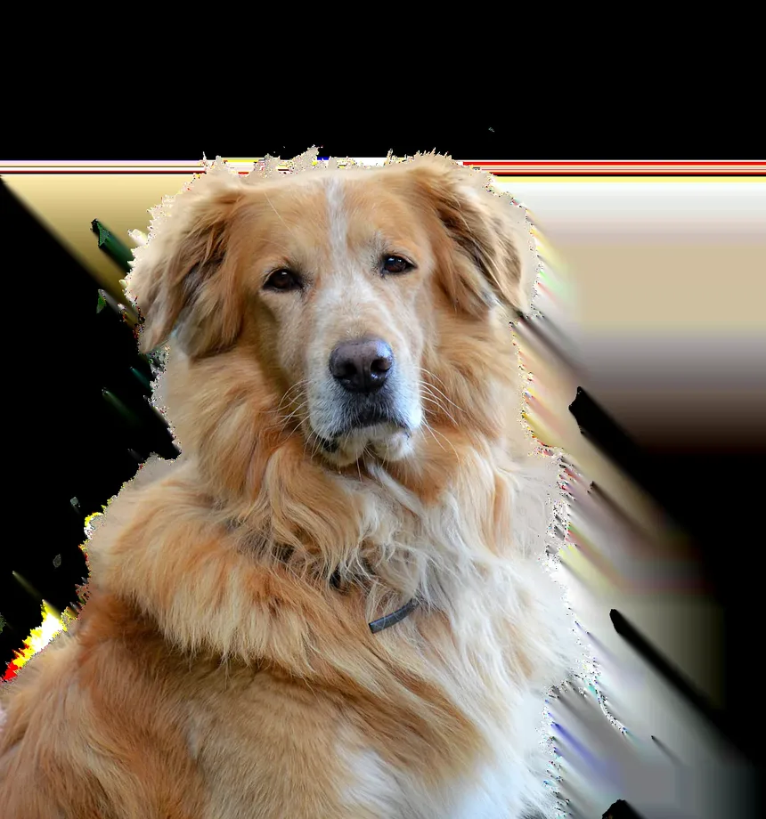 Como Posso Ajudar Meu Cão a Se Recuperar da Doença Vestibular?