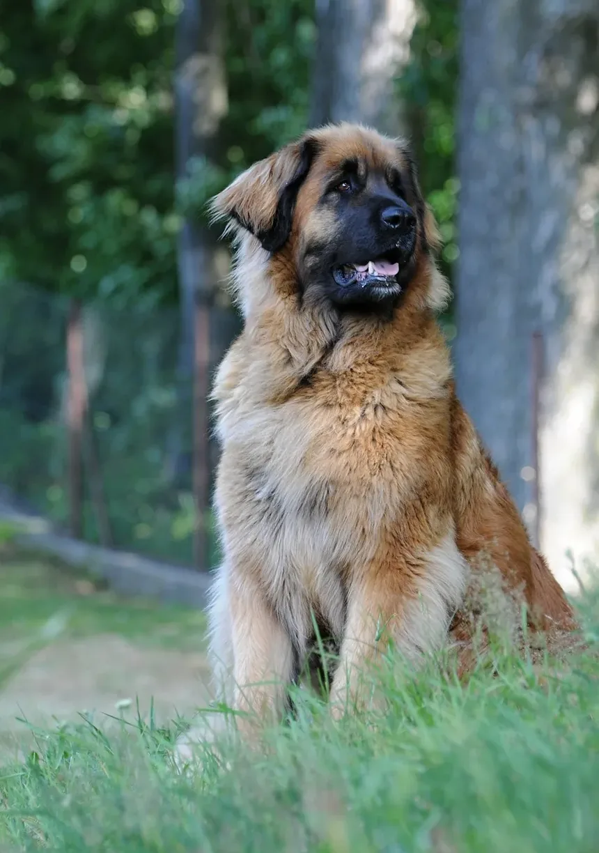 Como Posso Ajudar Meu Cão a Se Recuperar da Doença Vestibular?