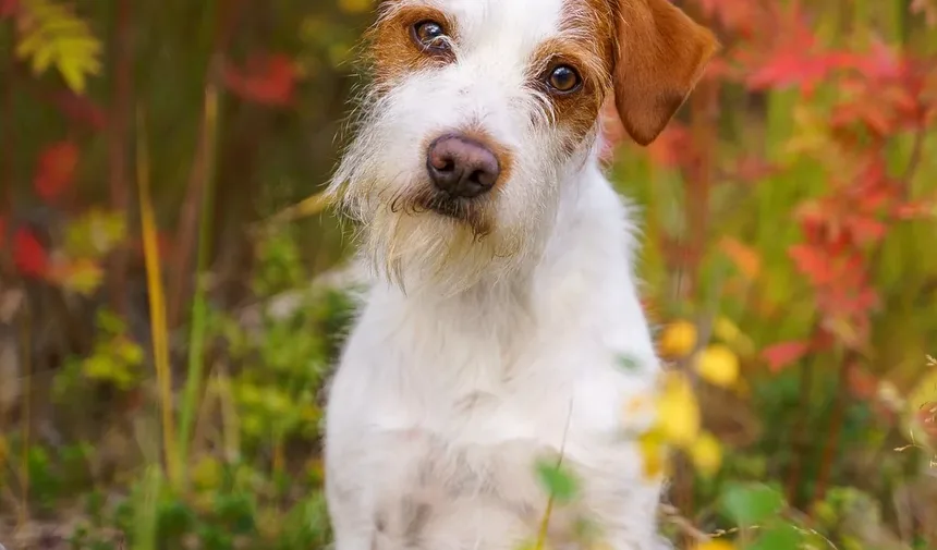 Como Posso Ajudar Meu Cão a Se Recuperar da Doença Vestibular?
