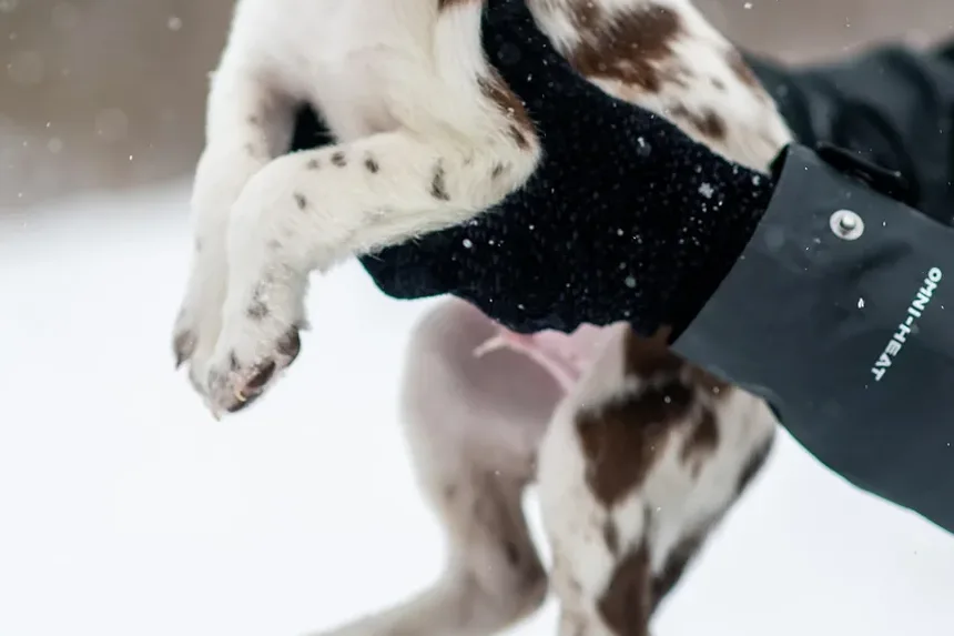 Como Posso Ajudar Meu Cão a Se Recuperar da Doença Vestibular?
