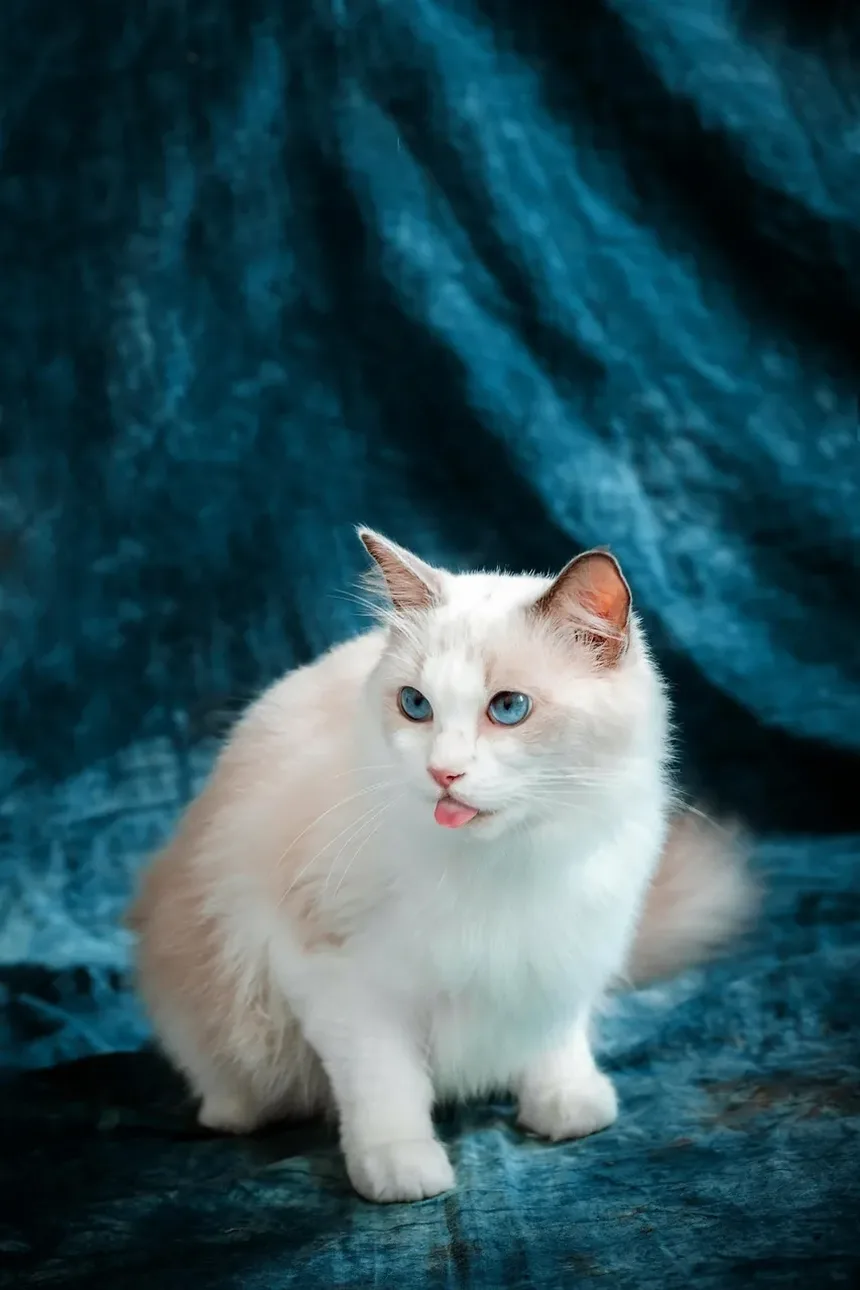 Como Saber se um Gato Está com Dor Após Cirurgia